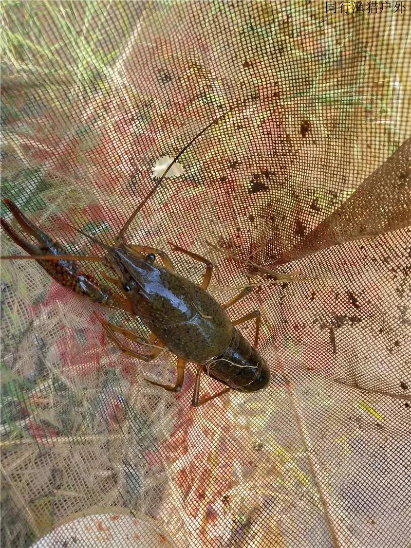 野钓笔记2018,钓龙虾日记100字