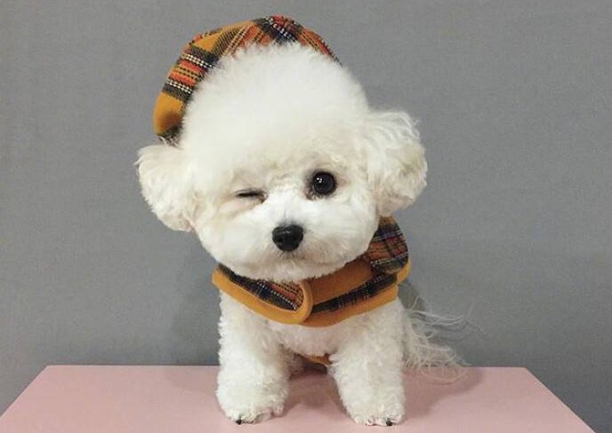 比熊太喜欢舔人,比熊太兴奋了不听话