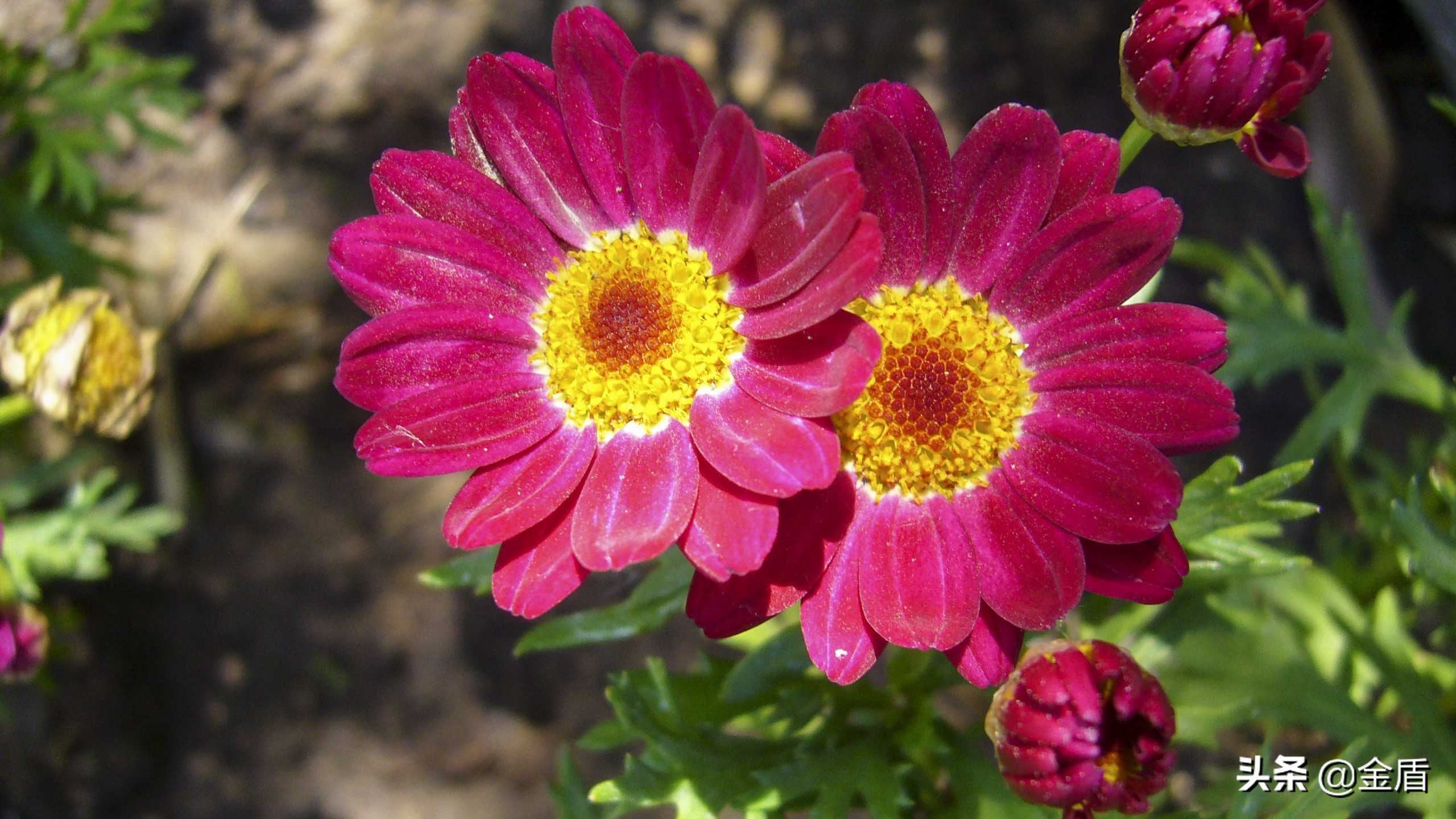 木茼蒿图文,五彩斑斓的观叶植物