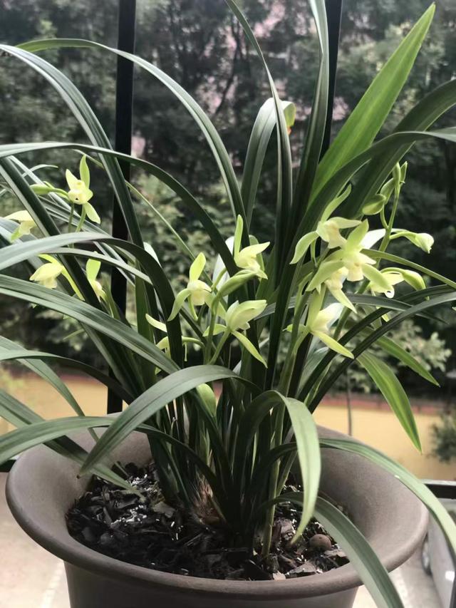 浓香型与幽香型兰花都有什么品种,香味浓郁易养的兰花有哪些