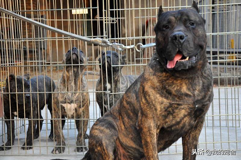 杀人犬加纳利在狗中的战力,加纳利为啥叫杀人犬