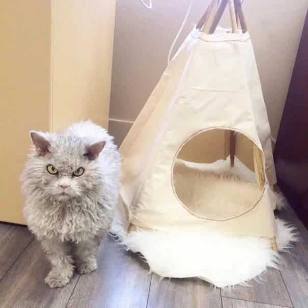 养一只很凶的小流浪猫,养一只性格差的猫