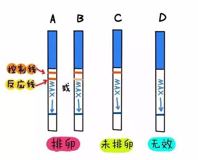 可可康排卵试纸怎么使用,受孕试纸使用方法