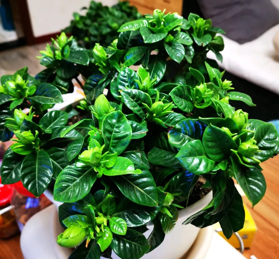 栀子花叶黄掉花苞的解决办法,栀子花黄叶和掉花苞怎么办