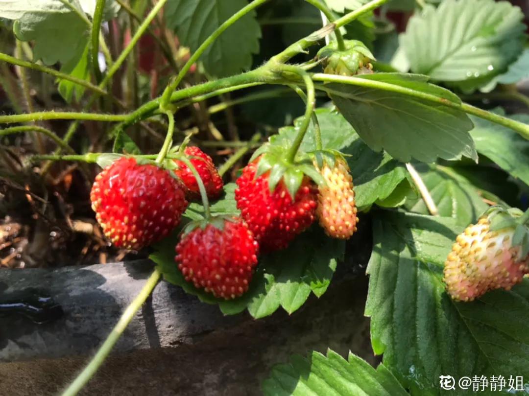 一根枝插土里就能成活的果树,大树枝直接插土里能活吗