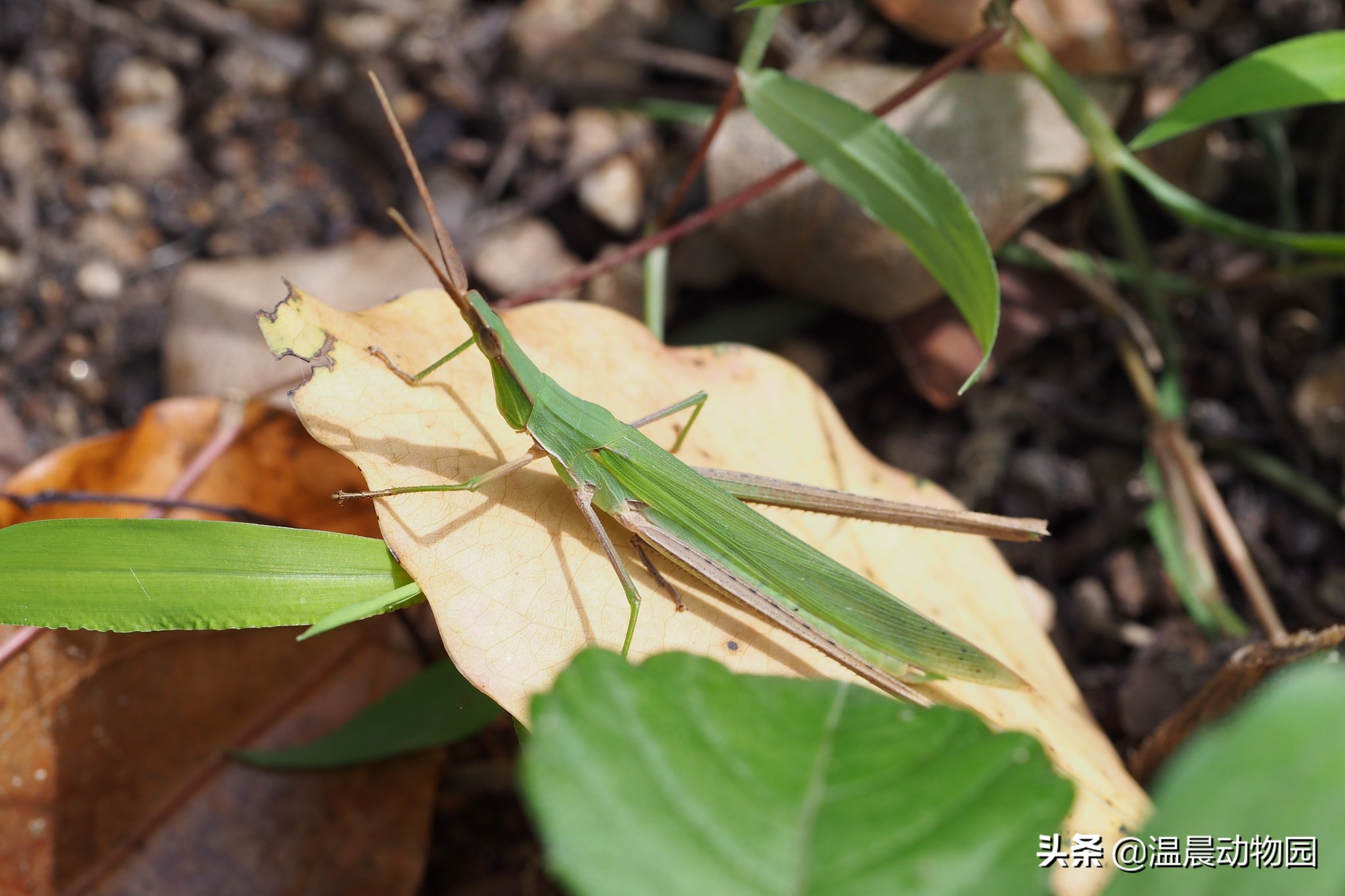 可怕的虫子科普知识,揭秘各种虫子