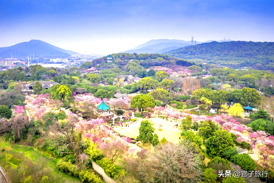 无锡梅园万紫千红约你来，三月梅花盛开，读懂坚韧不拔品质值千金