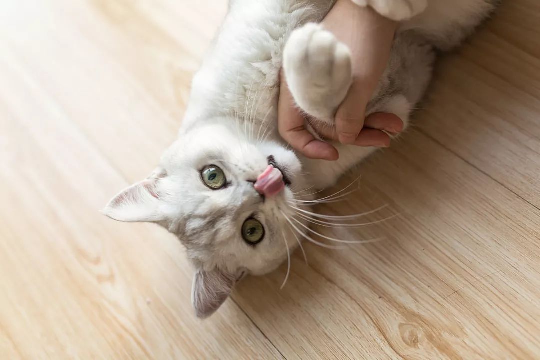 猫奶癣和猫癣分辨,奶藓和猫藓的区别有哪些