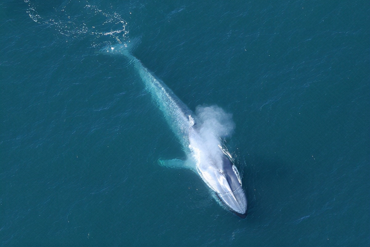 为什么鲸鱼没有进化出鳃呢,鲸鱼怎么进化成那么多种类的