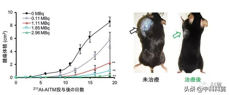 针对恶性黑色素瘤的靶向同位素治疗候选药物211At-AITM