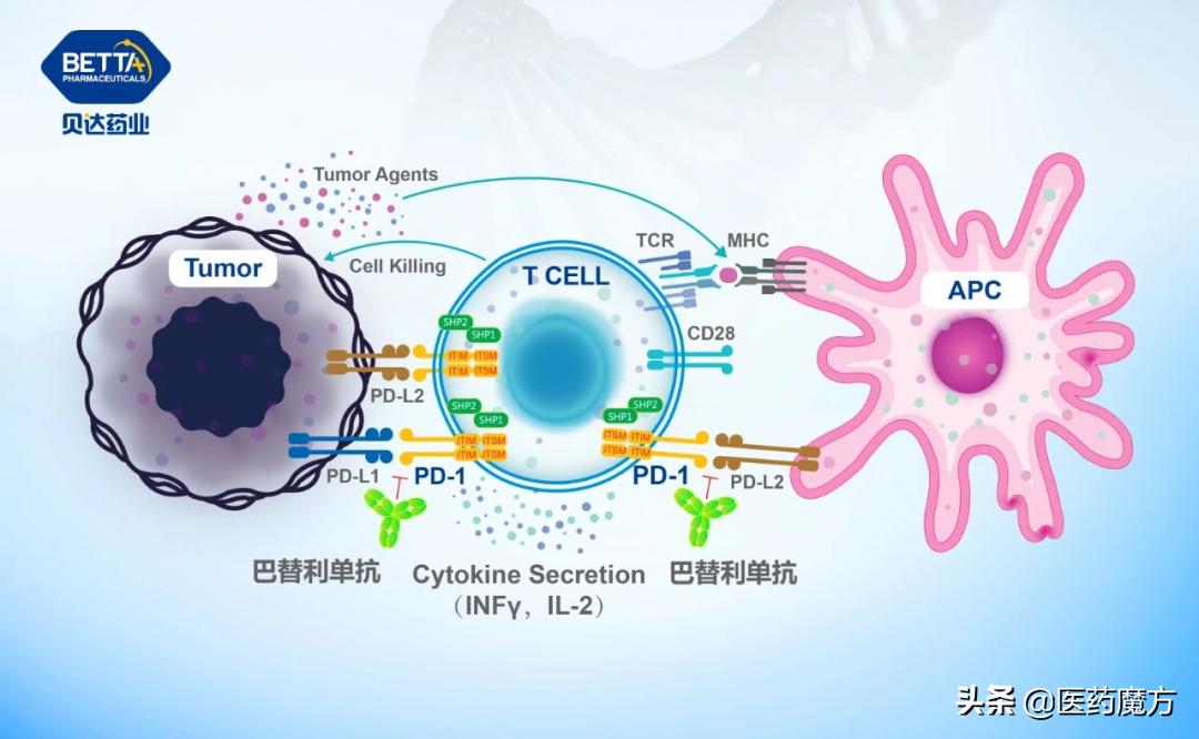贝达药业小分子靶向抗癌药物,贝达药业抗肿瘤药