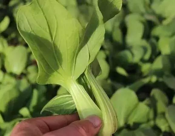 6个适合农村赚钱致富的好项目,有哪些农业致富好项目值得推荐