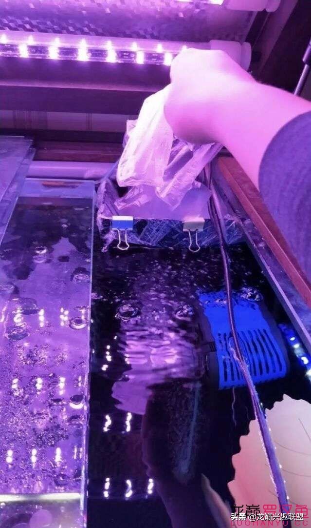 鱼缸噪音太吵怎么解决,鱼缸过滤器为什么噪音越来越大声