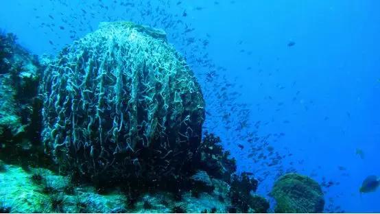 涛岛潜水好吗,去涛岛潜水