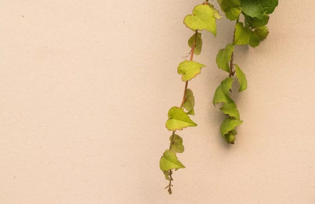 长长长长长白街,串起秦淮白下的爱恨情仇