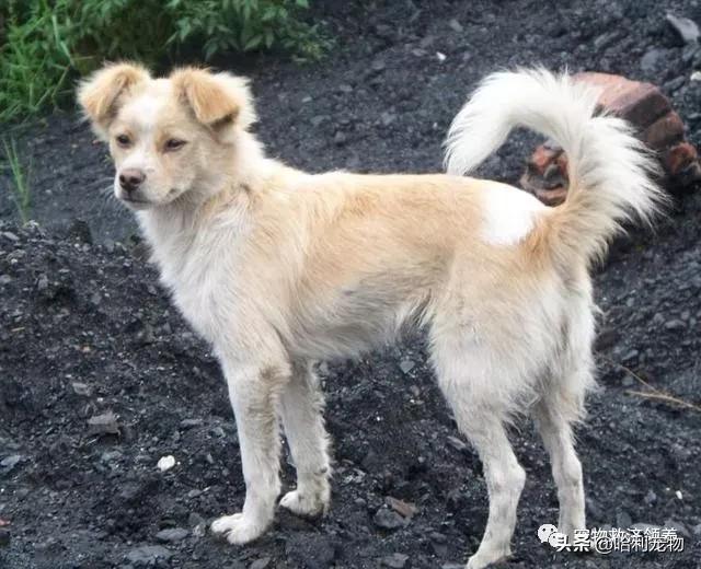 农村土狗半夜狗吠不停有什么方法,为什么土狗一见陌生人就会狂吠