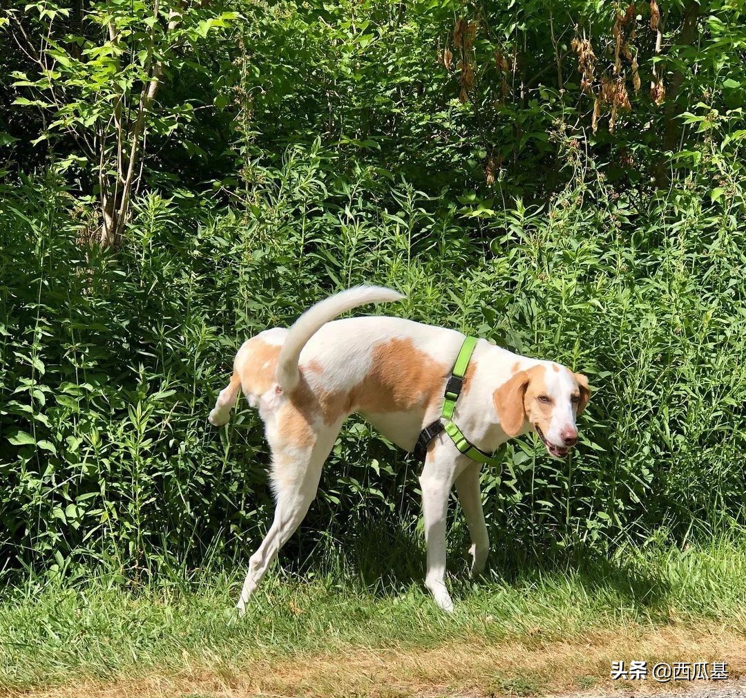 三岁的狗狗在家随地大小便怎么办,庭院散养狗狗怎么纠正随地大小便
