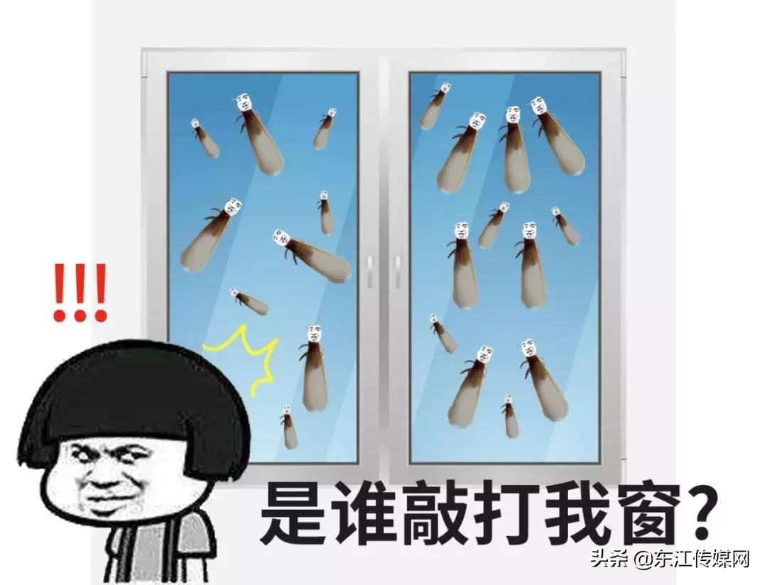 夏天最爱登门拜访惠州人的虫子，满屏全都是惊吓