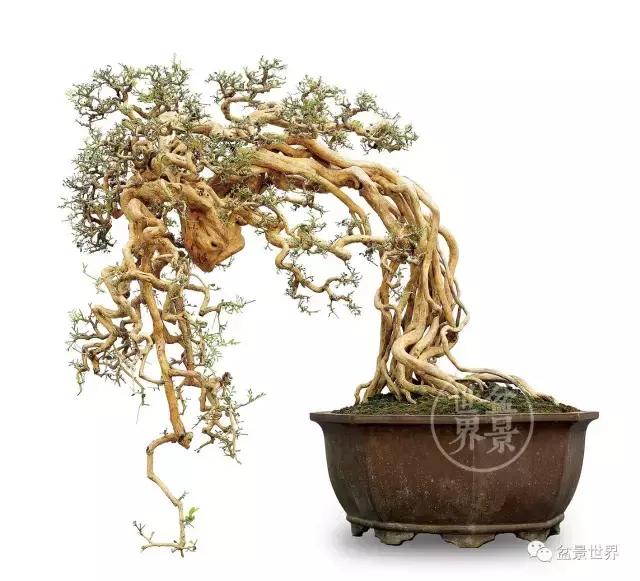 翠鸟根艺石头盆景艺术分享,奇形怪状极品根艺盆景图片