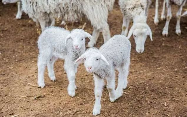 羊用治拉稀特效药,最省钱的治羊病方法