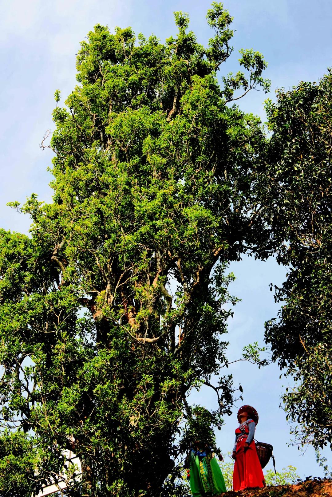 保山有魅力的地方,云南保山有多迷人