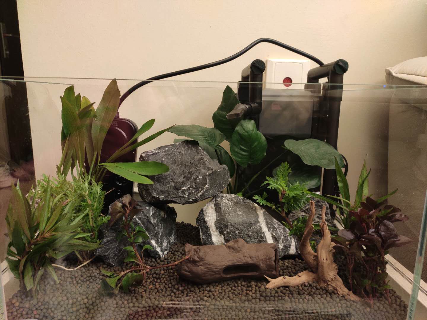 新手养鱼怎么入手？350元，开启养鱼之旅，新手小白开缸记