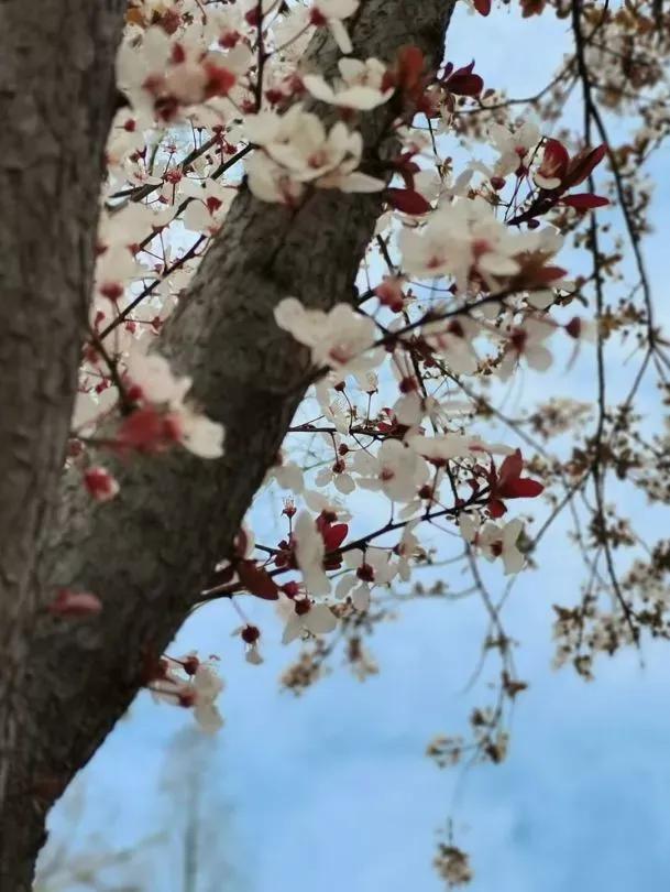 安徽省淮北师范大学录取分数线,安徽淮北十四中