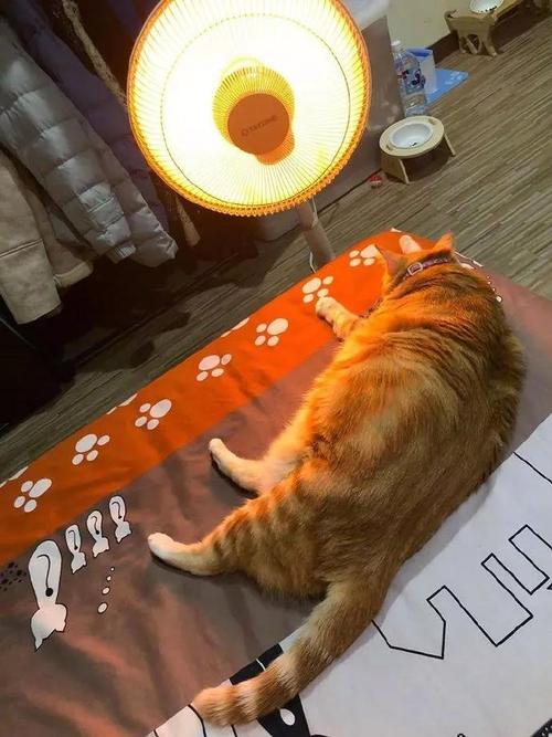猫咪冬天保暖被,猫咪被冻着了该怎么办呀