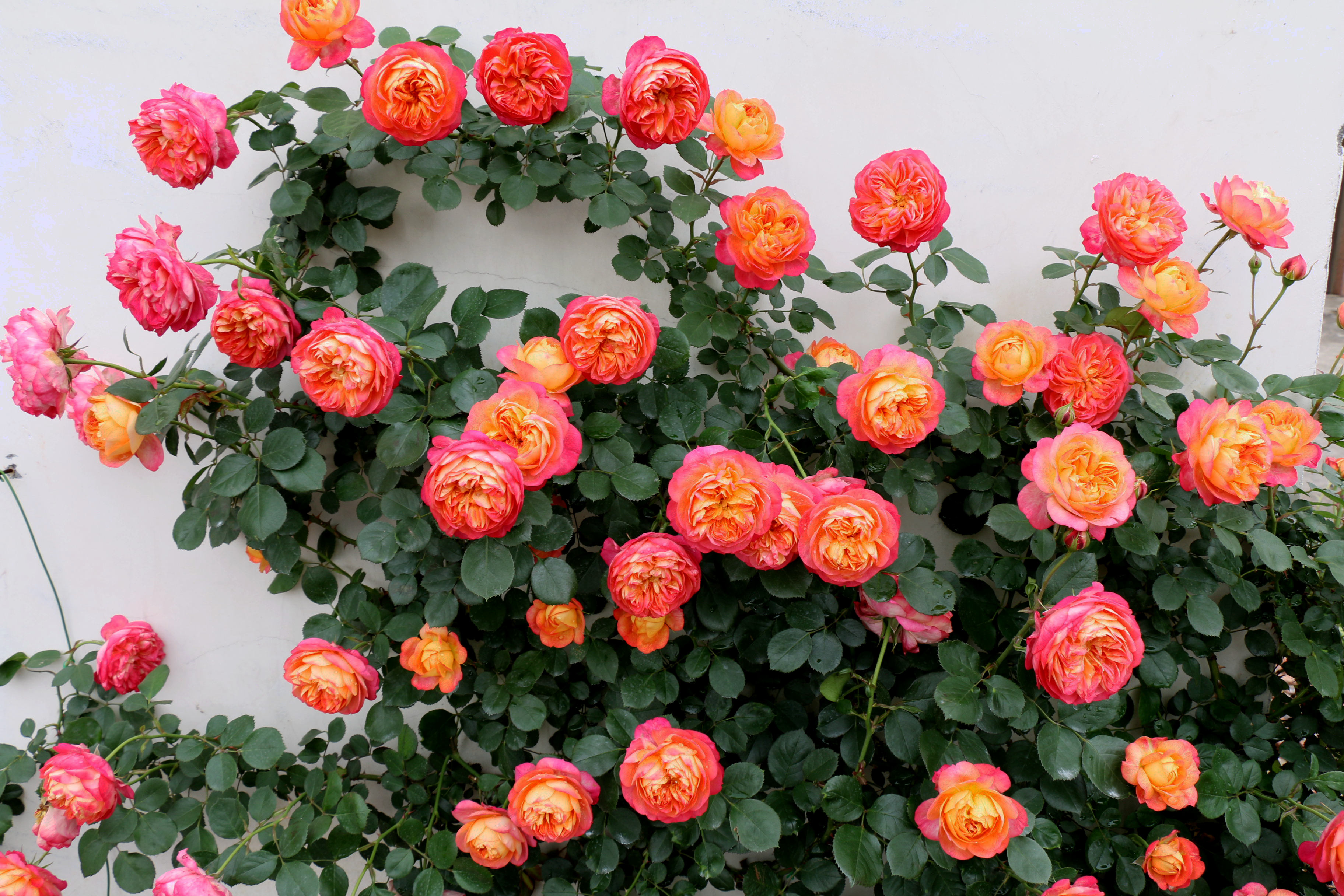 无刺四季开花藤本月季品种有哪些,耐热又耐寒的藤本月季有哪些品种