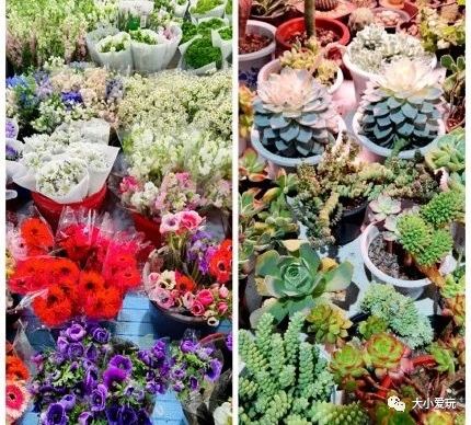 可以逛的花卉市场,值得去看的花卉市场