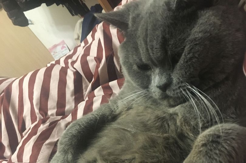 蓝猫一夜至少与五只母猫交配，啪到虚脱，最后被紧急送往医院输液