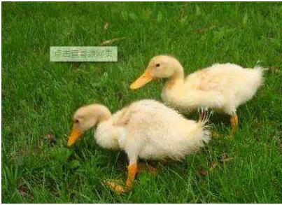 小鹅瘟怎么预防,小鹅瘟临床有何防治措施