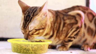 吃饭玩耍一体店,吃饭撸猫二选一