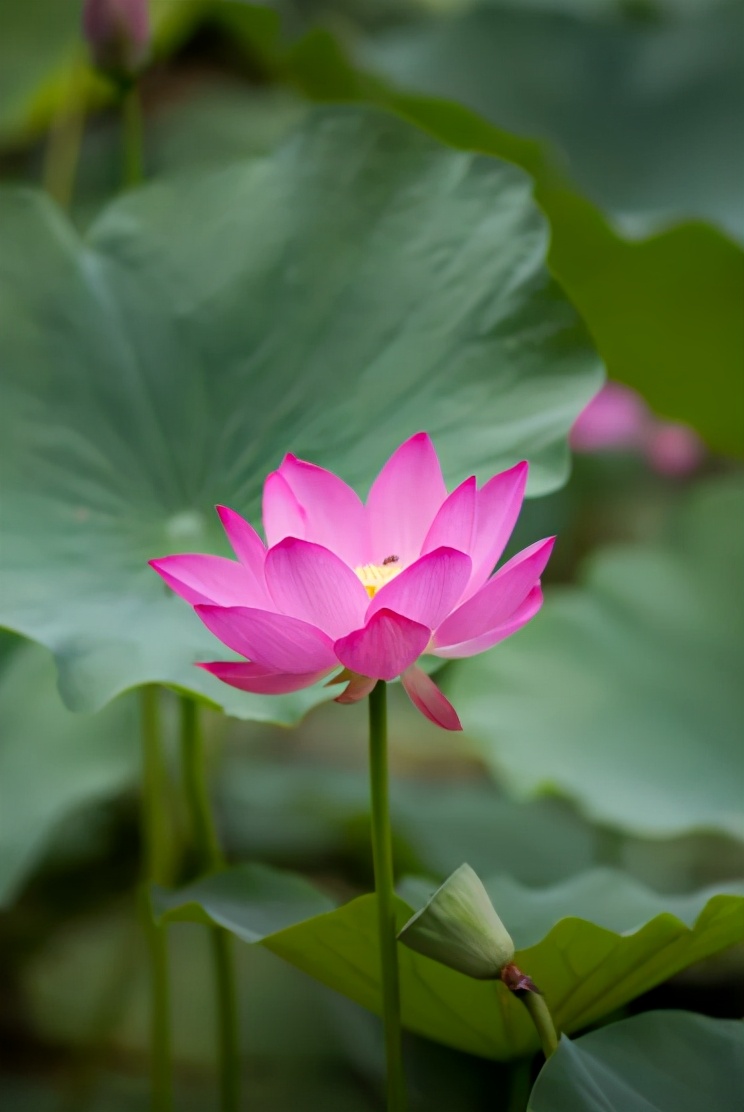 荔枝搭配去火茶,吃荔枝喝什么养生茶