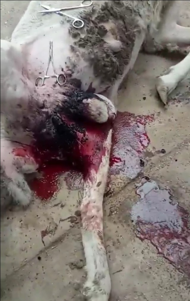 羊诊疗实操培训,羊场实践的项目有哪些