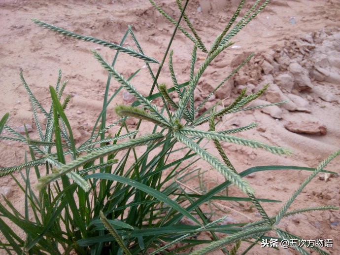 农村常见五种草,农村常见的3种植物