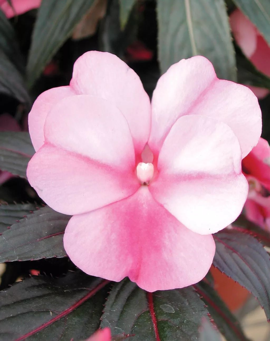 凤仙花常见疾病及治疗方法,新几内亚凤仙每年都会开花吗