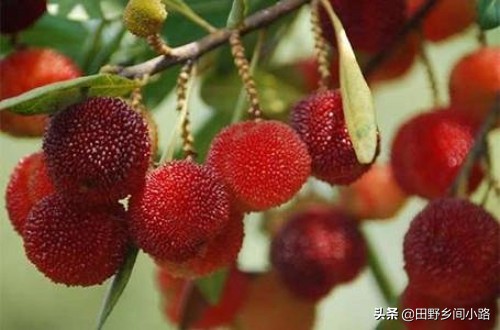 杨梅的种植技术,杨梅种植技术大全