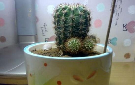 仙人球怎么扦插,仙人球扦插的方法与技巧