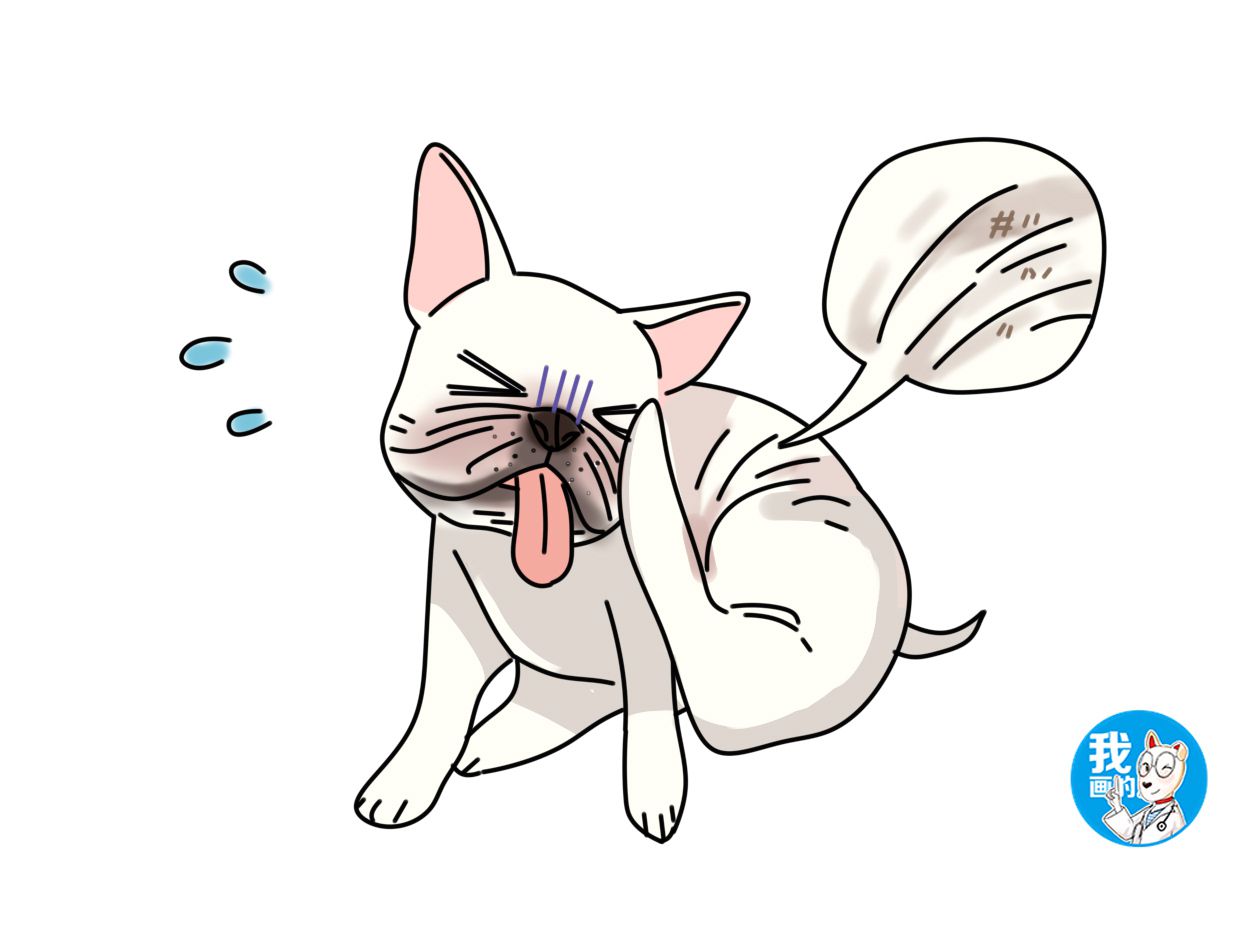 法斗不好饲养,法斗生病吃什么药