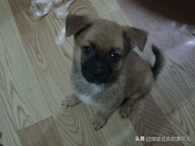 家狗突然不见了啥原因,农村的狗突然不见了是什么原因