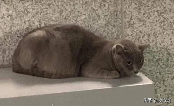 流浪猫英短生宝宝,救助被遗弃的英短蓝猫