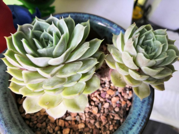 从鼻屎苗到老桩，时光里的蜕变