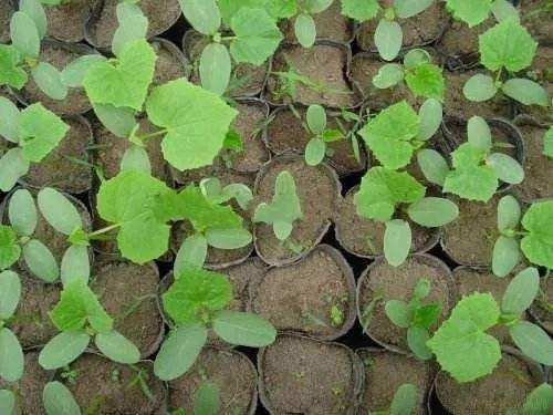 苗期死根烂苗是什么原因,秧苗黄叶烂根死苗是什么原因