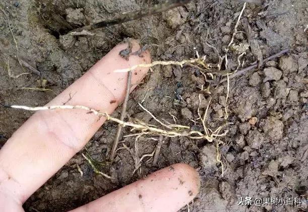 作物的根系好不好,直接决定作物的产量,柑橘尤其如此
