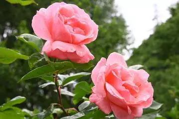 各月出生花,农历几月几日出生代表什么花