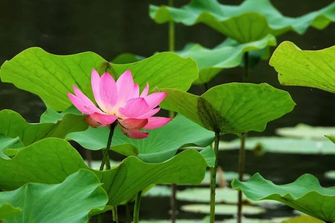 杭州第一波荷花美图大放送！赏荷佳期竟是早上6-8点，哪里最好拍？最新赏荷地图收好