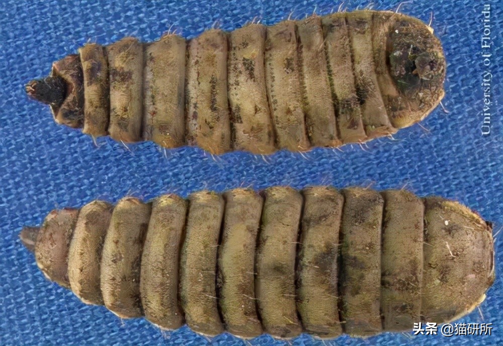 猫咪可以喂自制猫粮吗,用虫子做的食物