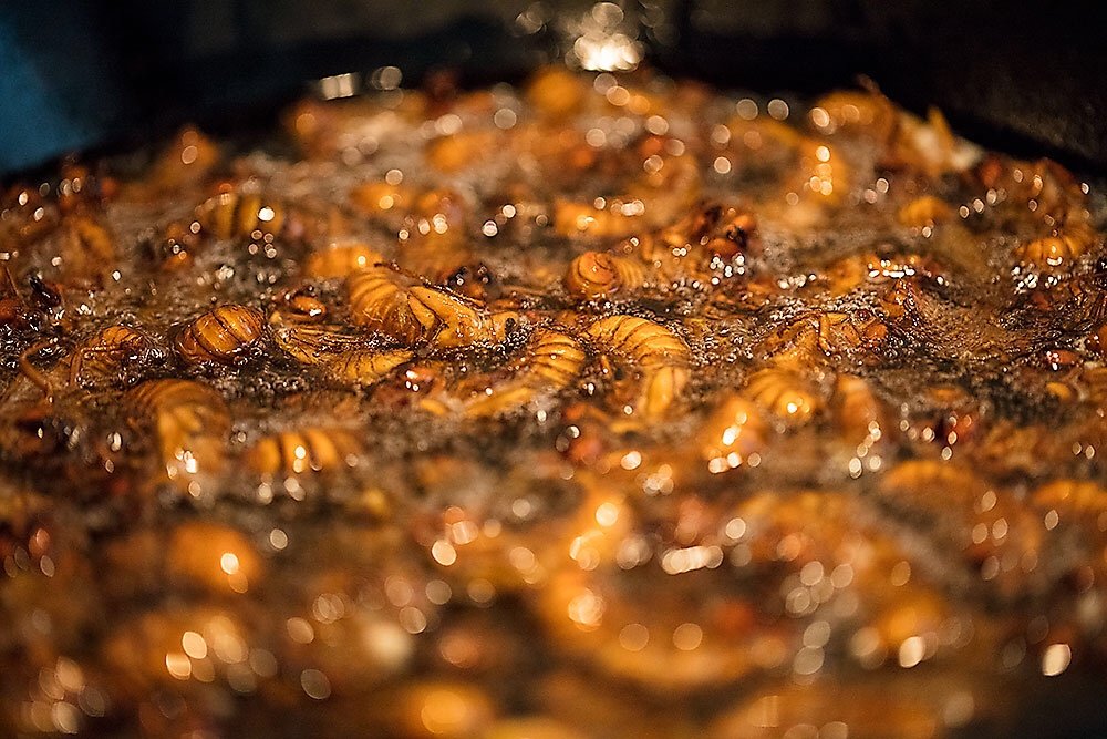 金蝉吃了有什么好处,金蝉到底能不能吃