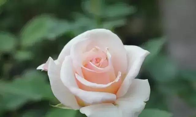 100种玫瑰的名字和图片,100种玫瑰品种科普你都认识吗